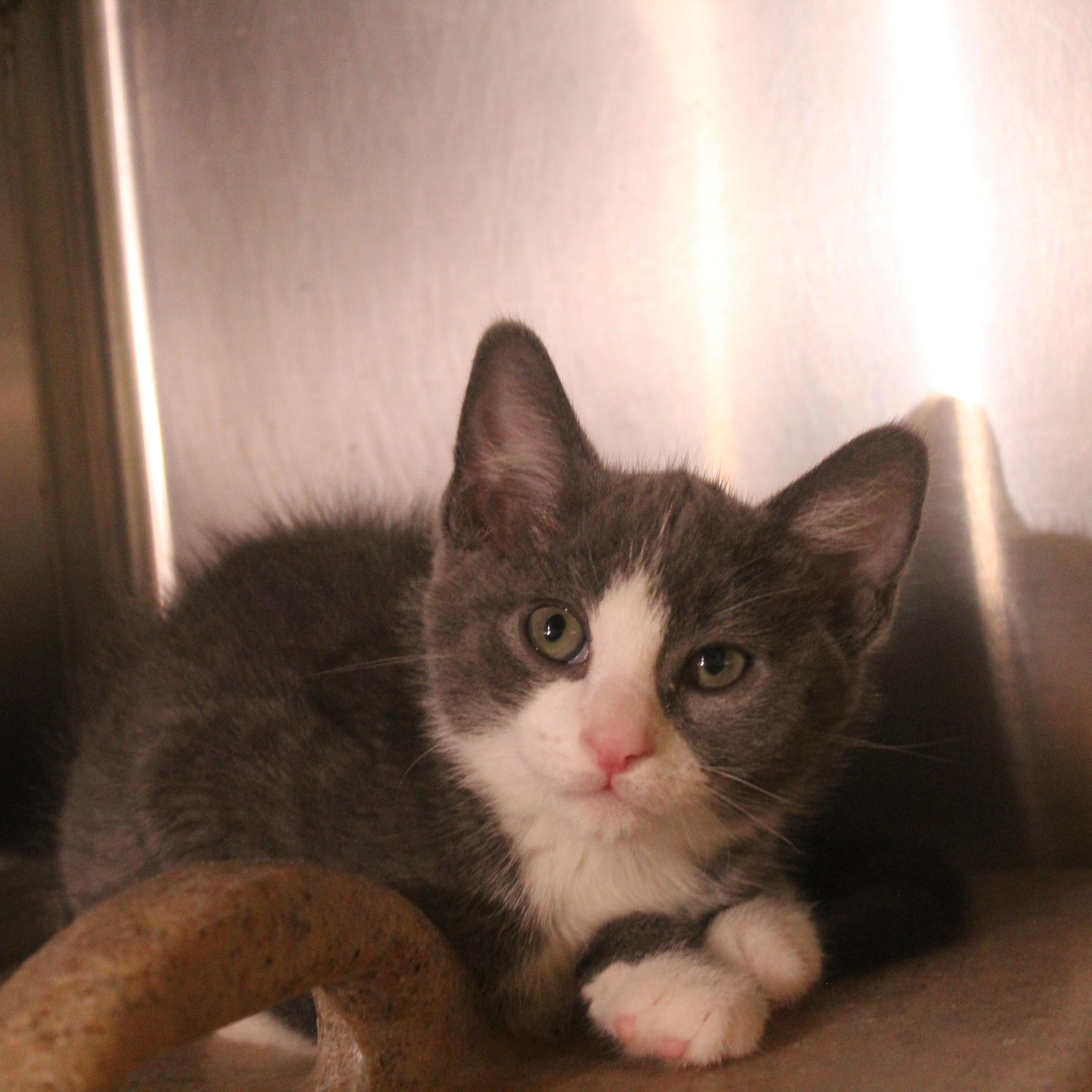 Enlarge Rocket, an adopted Domestic Short Hair in Yucca Valley, CA image 6/6