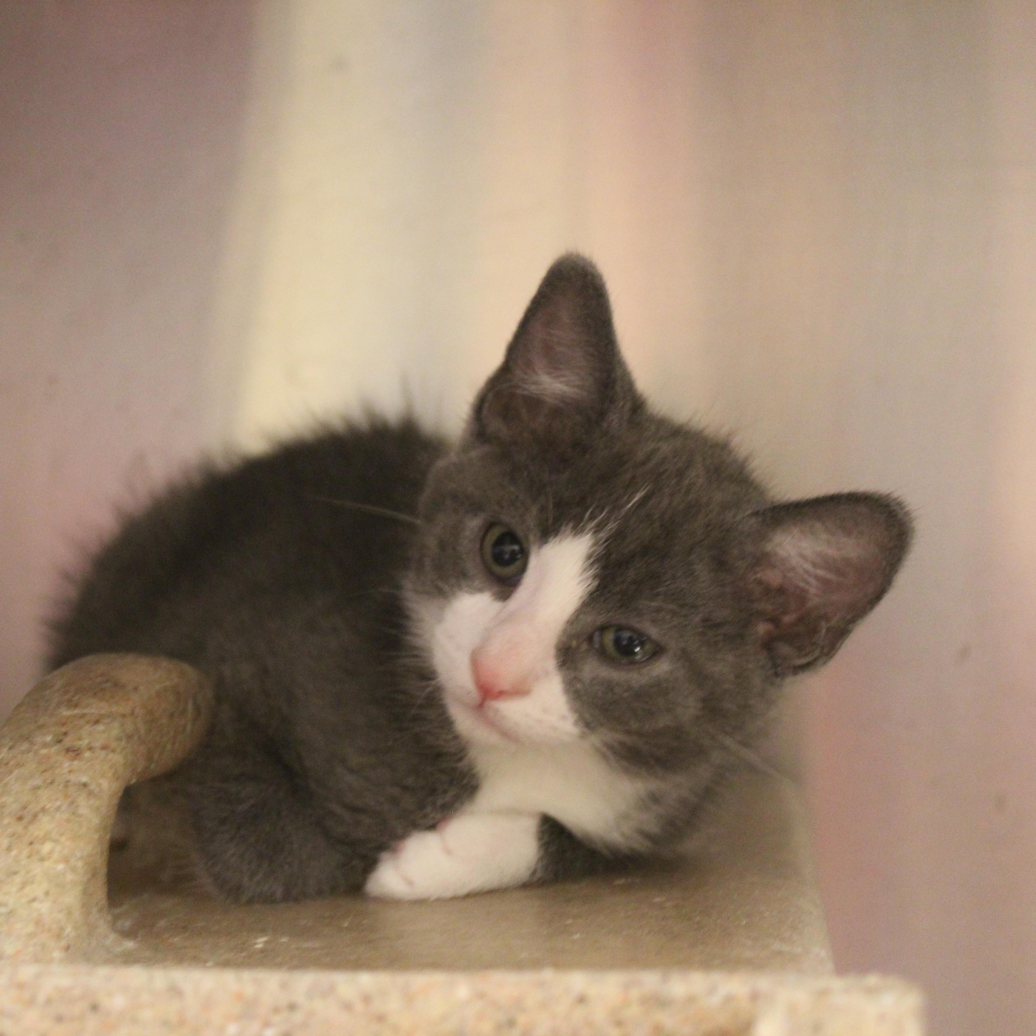 Enlarge Rocket, an adopted Domestic Short Hair in Yucca Valley, CA image 4/6