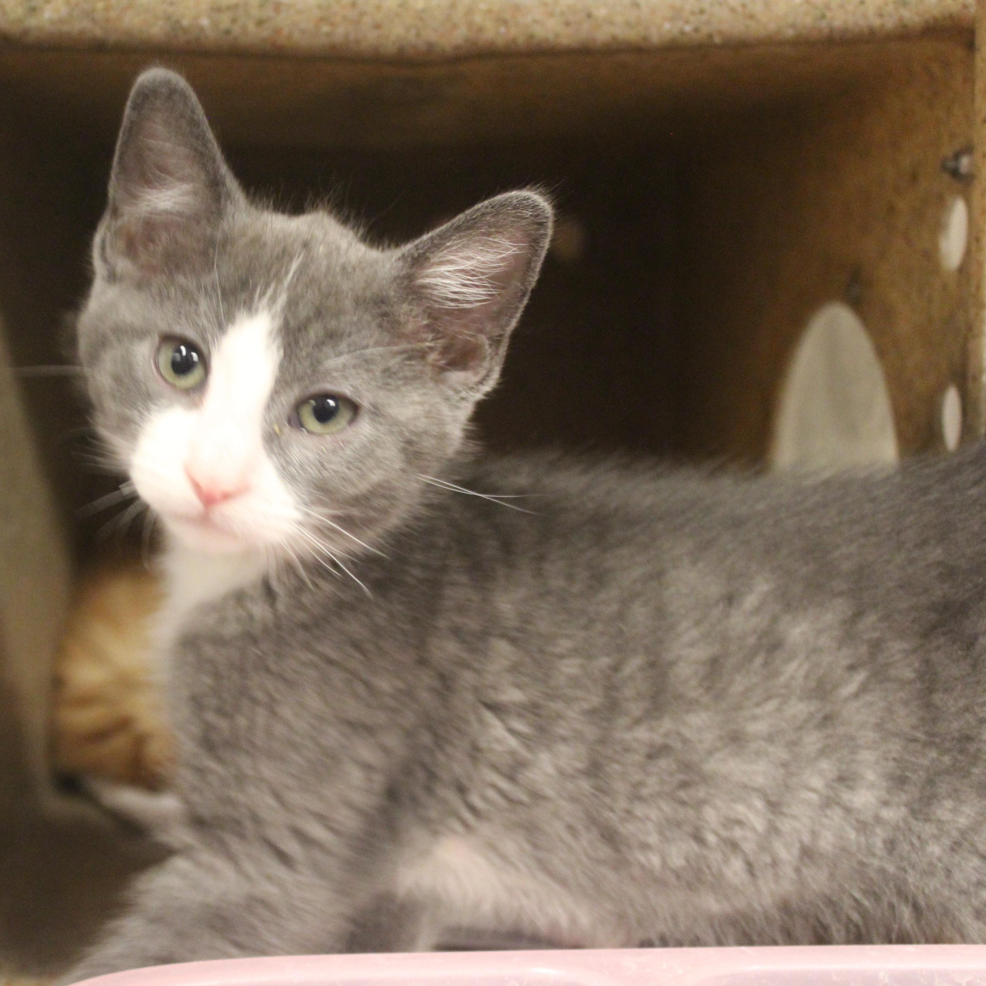 Rocket, adopted, Kitten Male Domestic Short Hair.