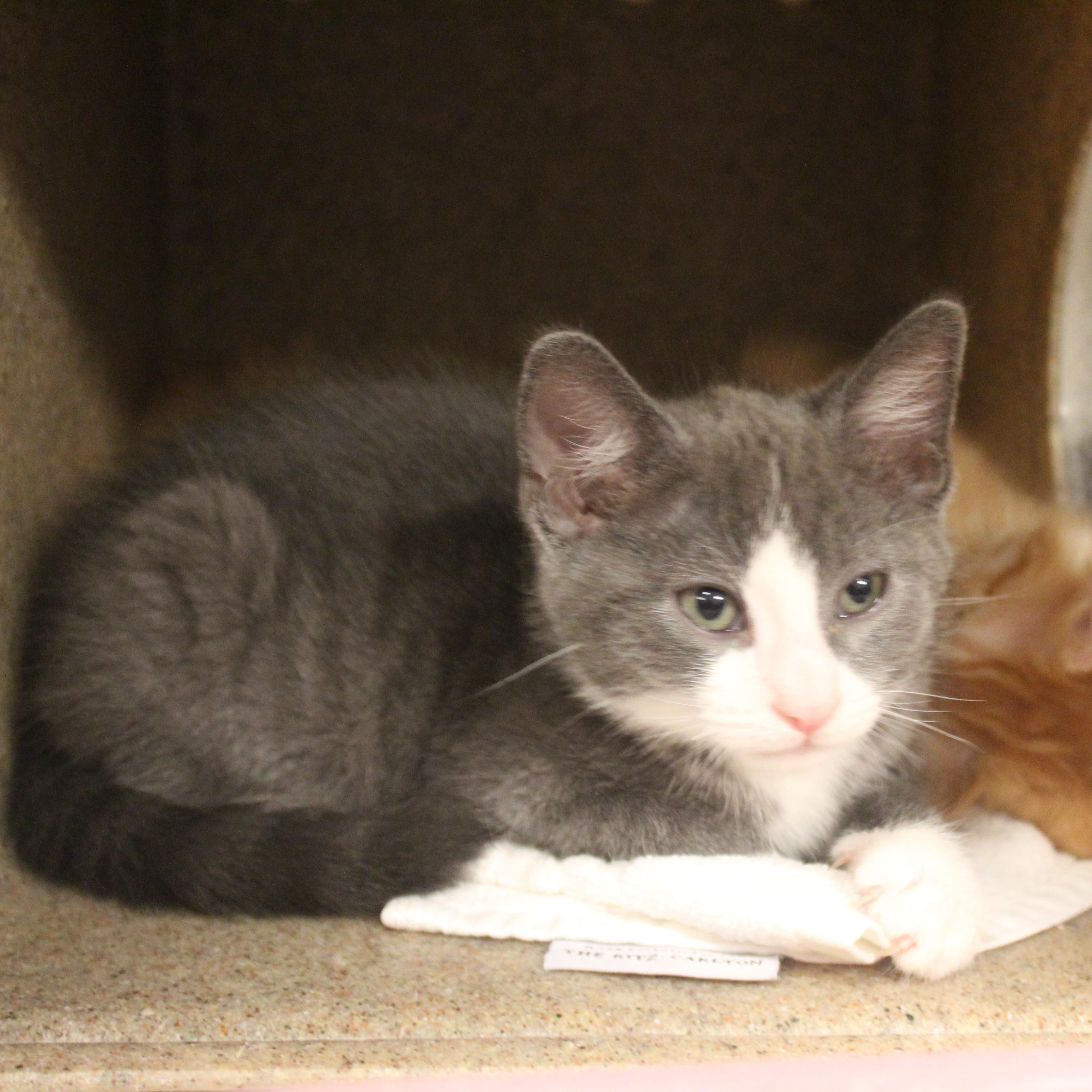 Enlarge Rocket, an adopted Domestic Short Hair in Yucca Valley, CA image 5/6