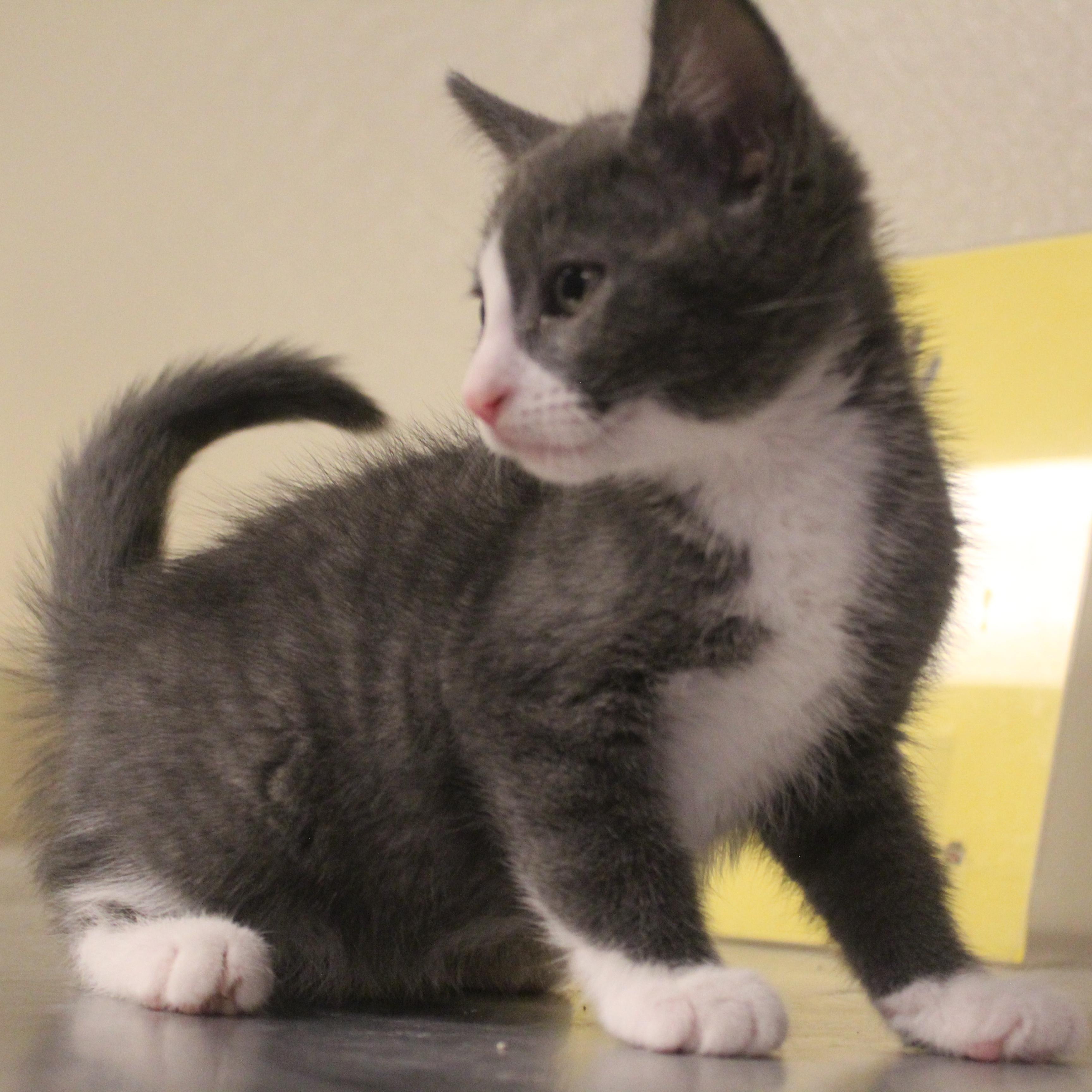 Enlarge Rocket, an adopted Domestic Short Hair in Yucca Valley, CA image 3/6