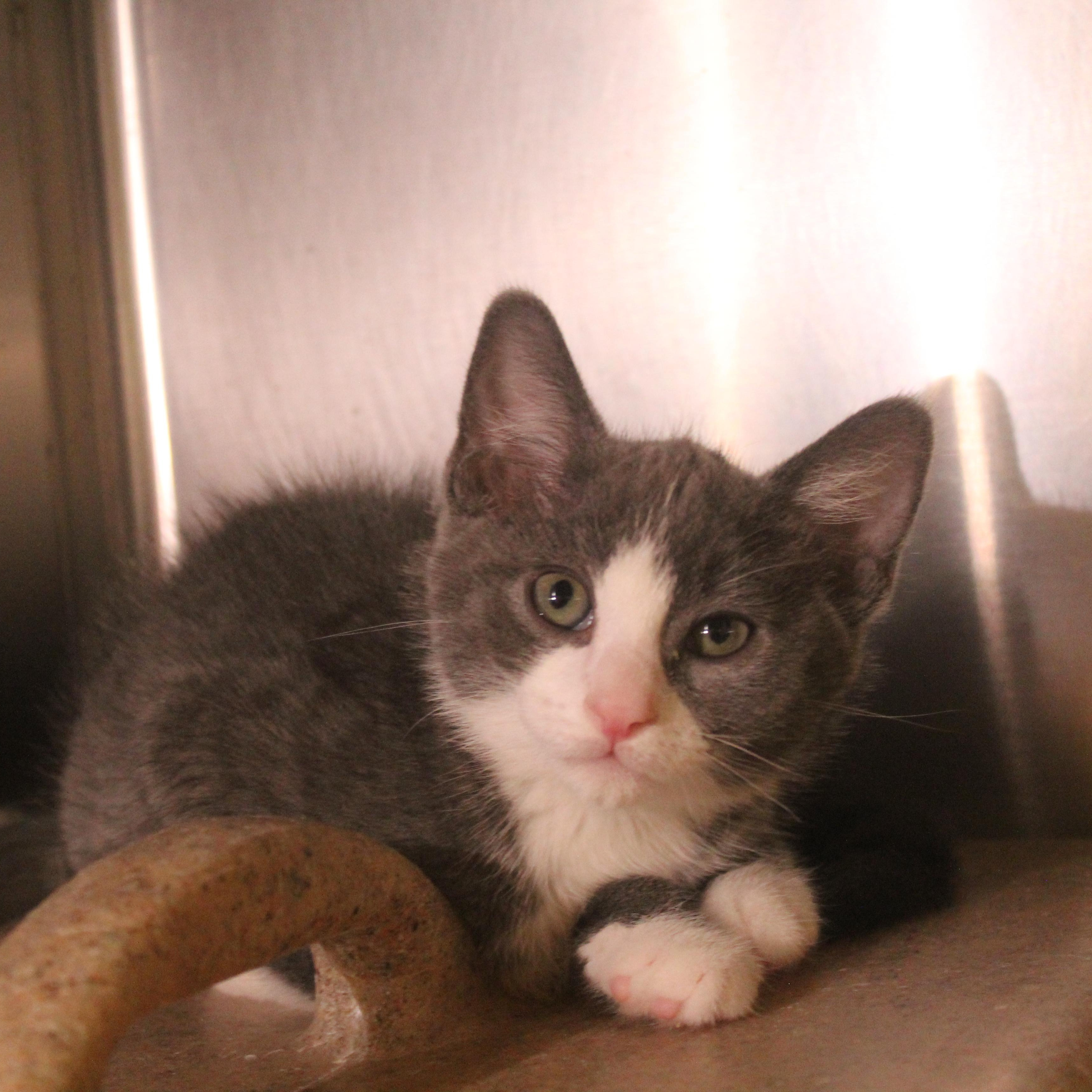 Enlarge Rocket, an adopted Domestic Short Hair in Yucca Valley, CA image 2/6