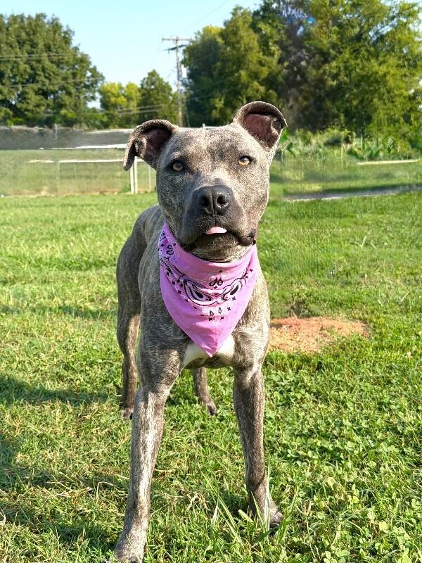 Saki-Stella, Adoptable, Adult Female Pit Bull Terrier.