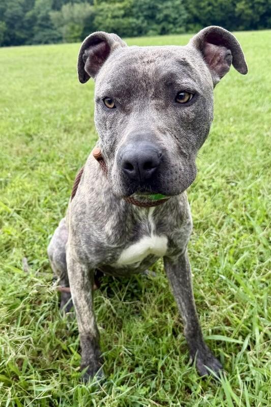 Enlarge Saki-Stella, a Adoptable Pit Bull Terrier in Maryville, TN image 2/6