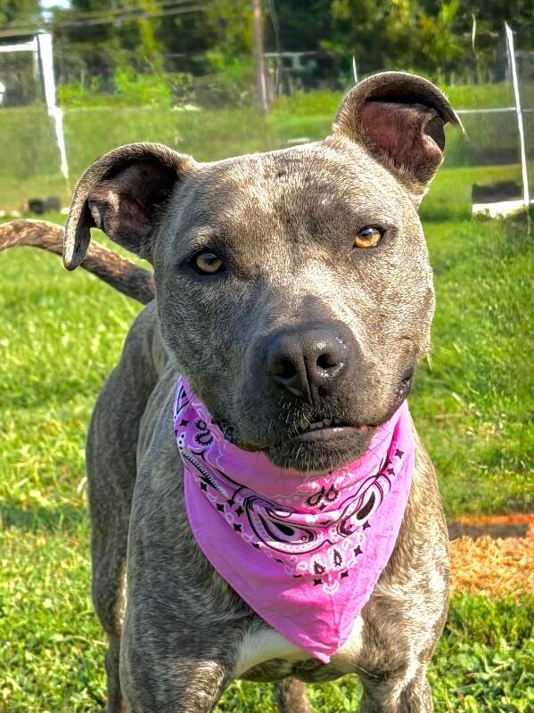 Enlarge Saki-Stella, a Adoptable Pit Bull Terrier in Maryville, TN image 3/6