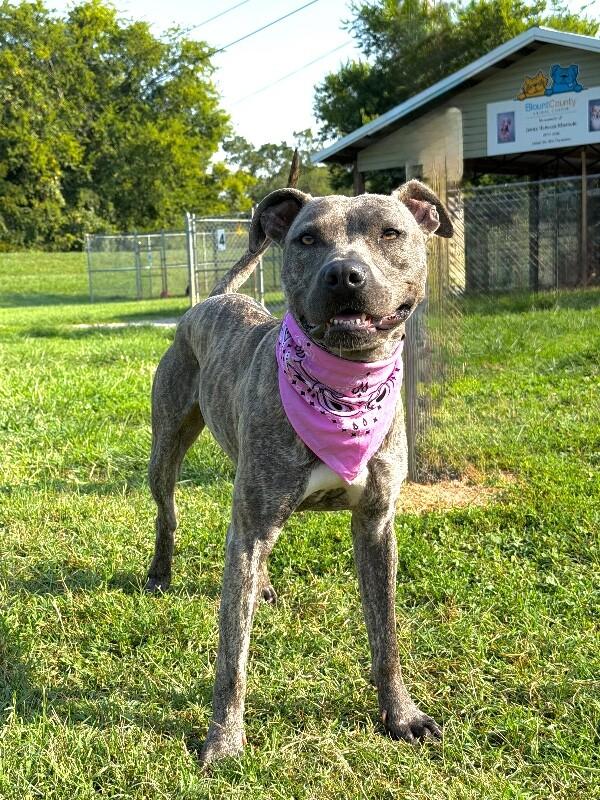 Enlarge Saki-Stella, a Adoptable Pit Bull Terrier in Maryville, TN image 4/6