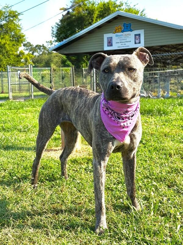 Enlarge Saki-Stella, a Adoptable Pit Bull Terrier in Maryville, TN image 5/6