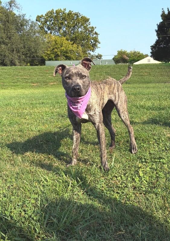Enlarge Saki-Stella, a Adoptable Pit Bull Terrier in Maryville, TN image 6/6