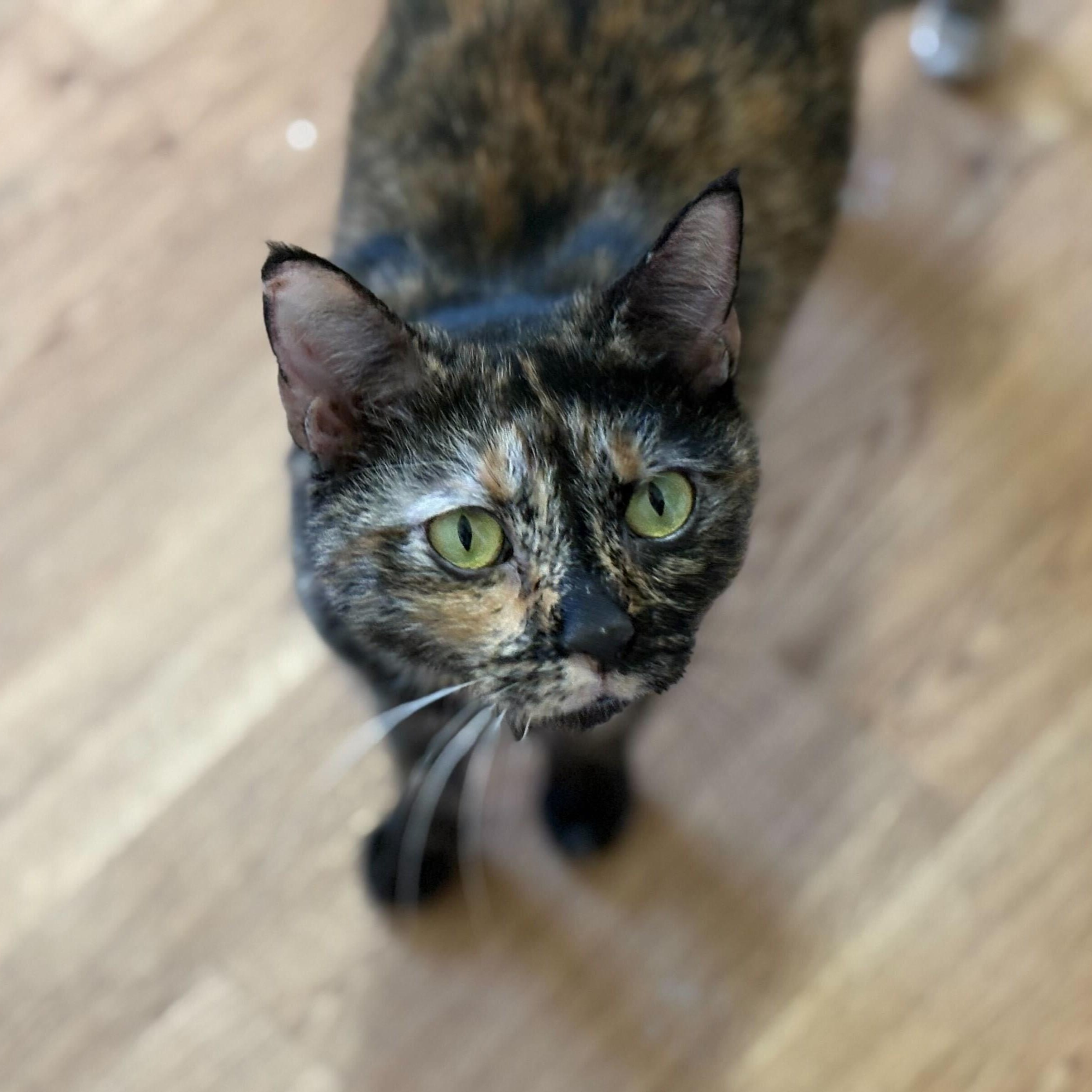 Galaxy, Adult Female Tortoiseshell