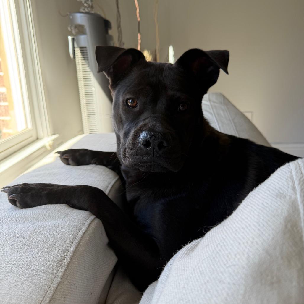 Enlarge Whezzy, a Adoptable Pit Bull Terrier in Austell, GA image 2/6