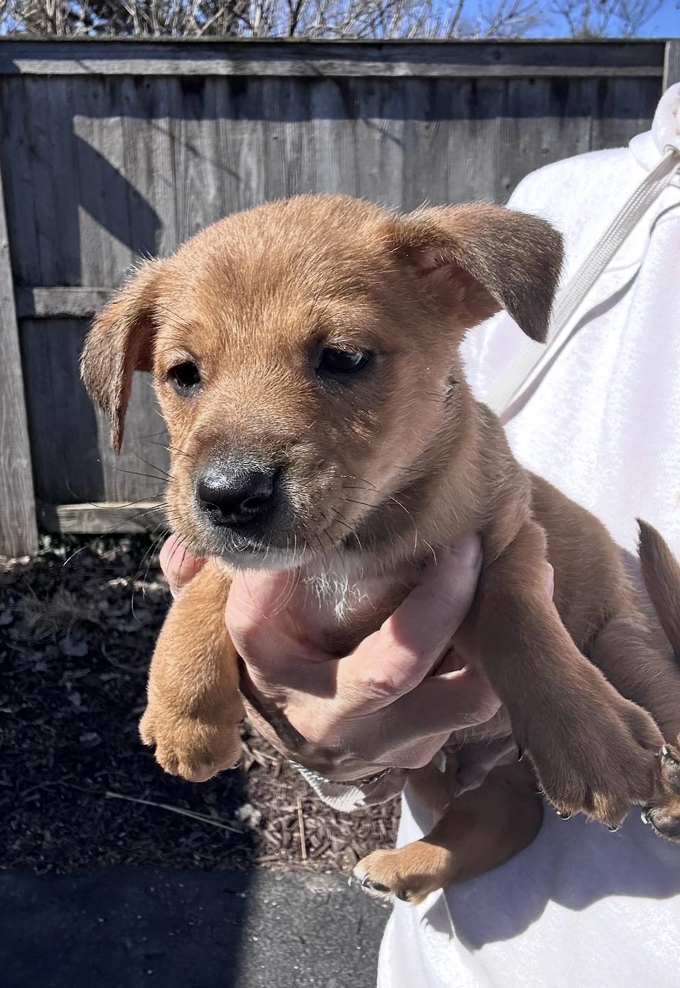 Enlarge Cumin, a ADOPTABLE mixed breed in Arlington Heights, IL image 4/5