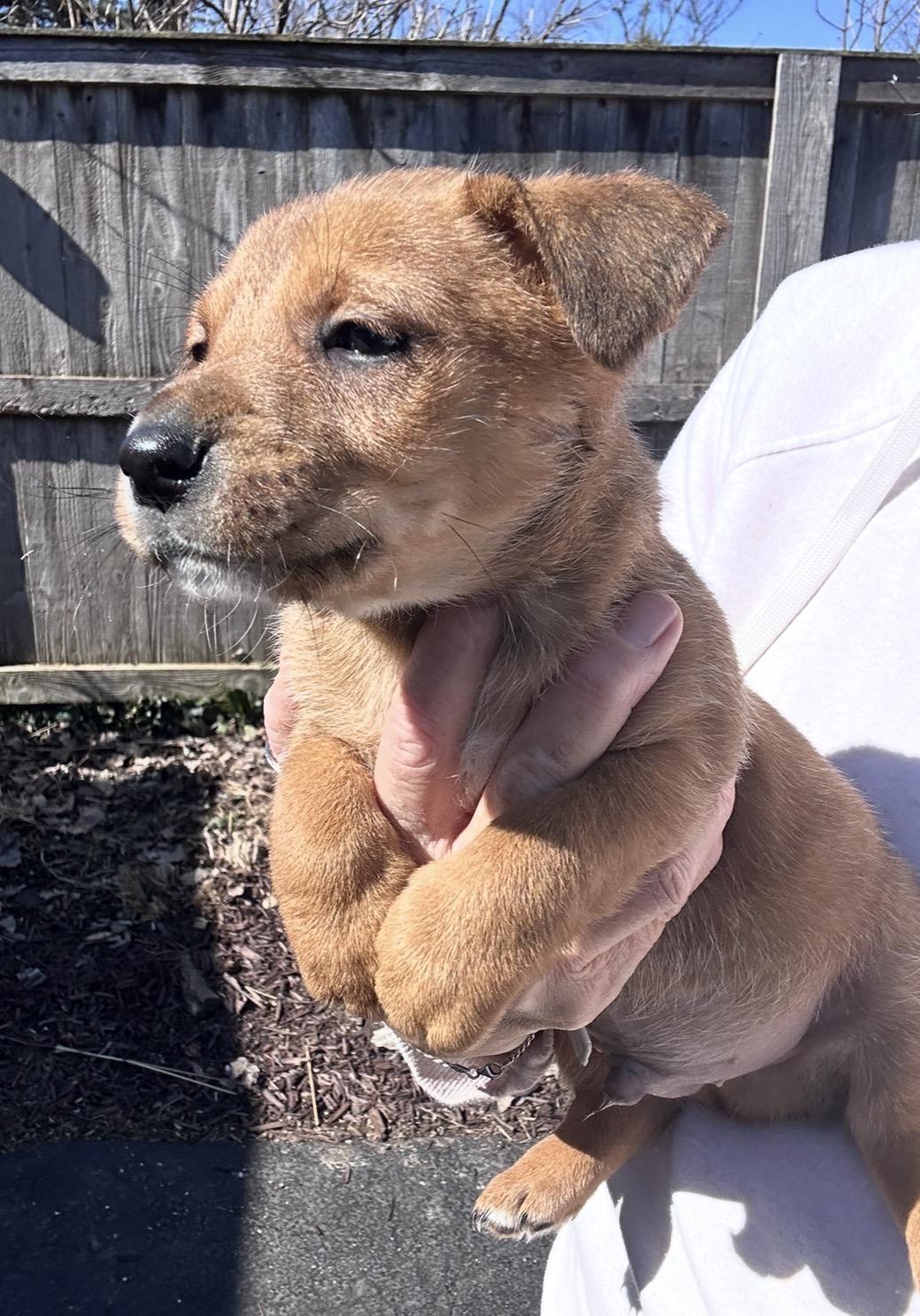 Enlarge Cumin, a ADOPTABLE mixed breed in Arlington Heights, IL image 3/5