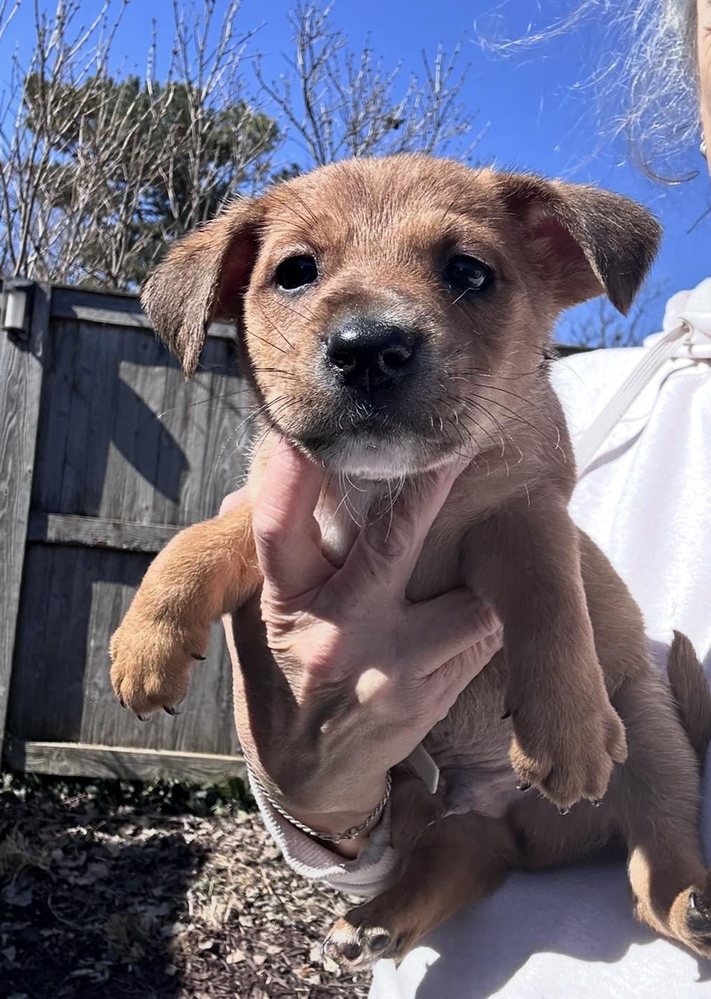 Enlarge Cumin, a ADOPTABLE mixed breed in Arlington Heights, IL image 5/5