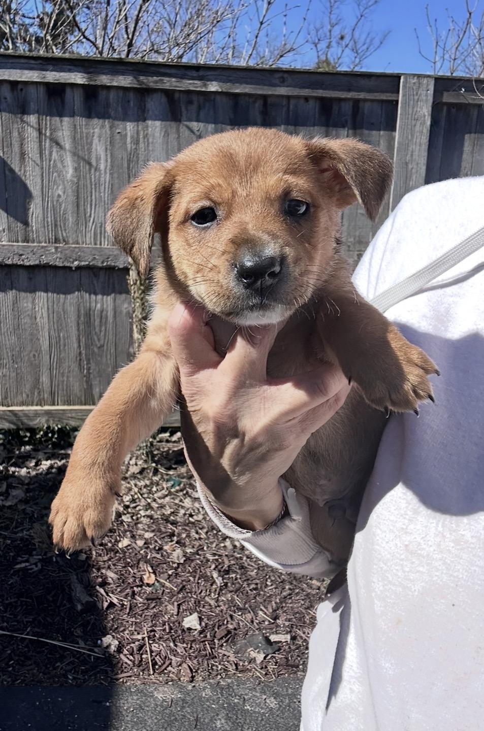 Enlarge Cumin, a ADOPTABLE mixed breed in Arlington Heights, IL image 2/5