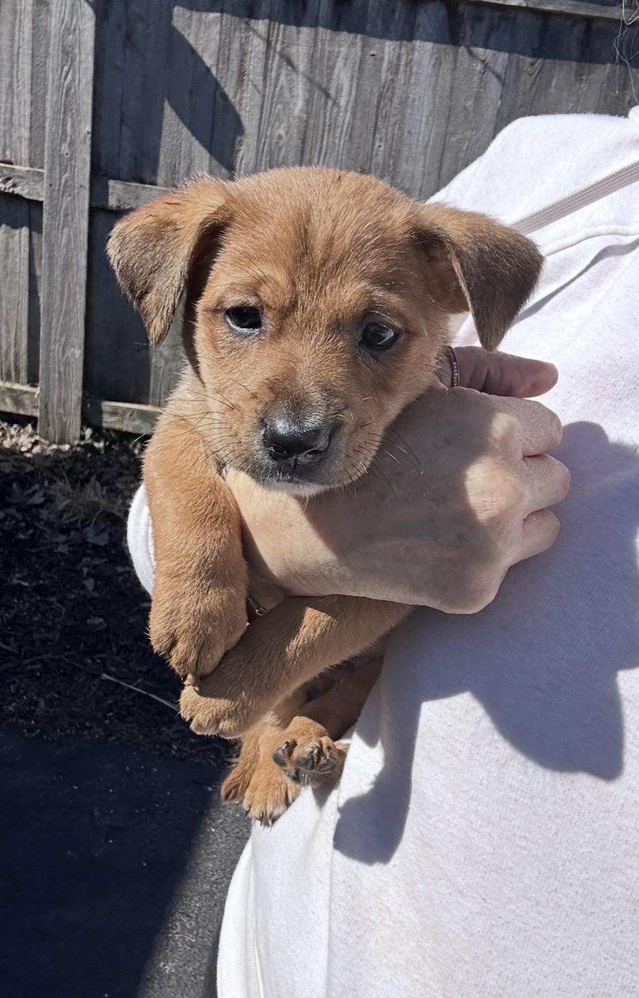 Enlarge Cumin, a ADOPTABLE mixed breed in Arlington Heights, IL image 1/5