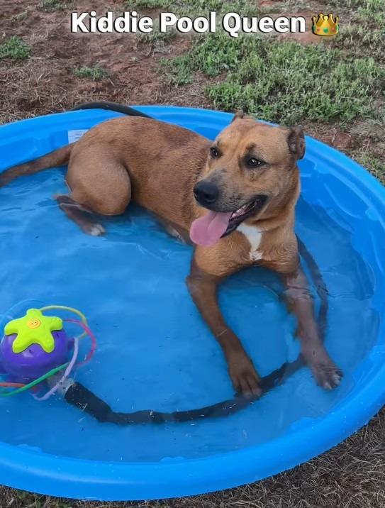 Penny, Adoptable, Young Female Black Mouth Cur.