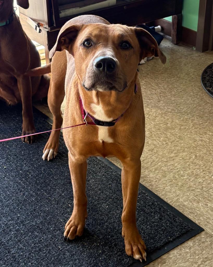 Enlarge Penny, a Adoptable Black Mouth Cur in Nacogdoches, TX image 1/1