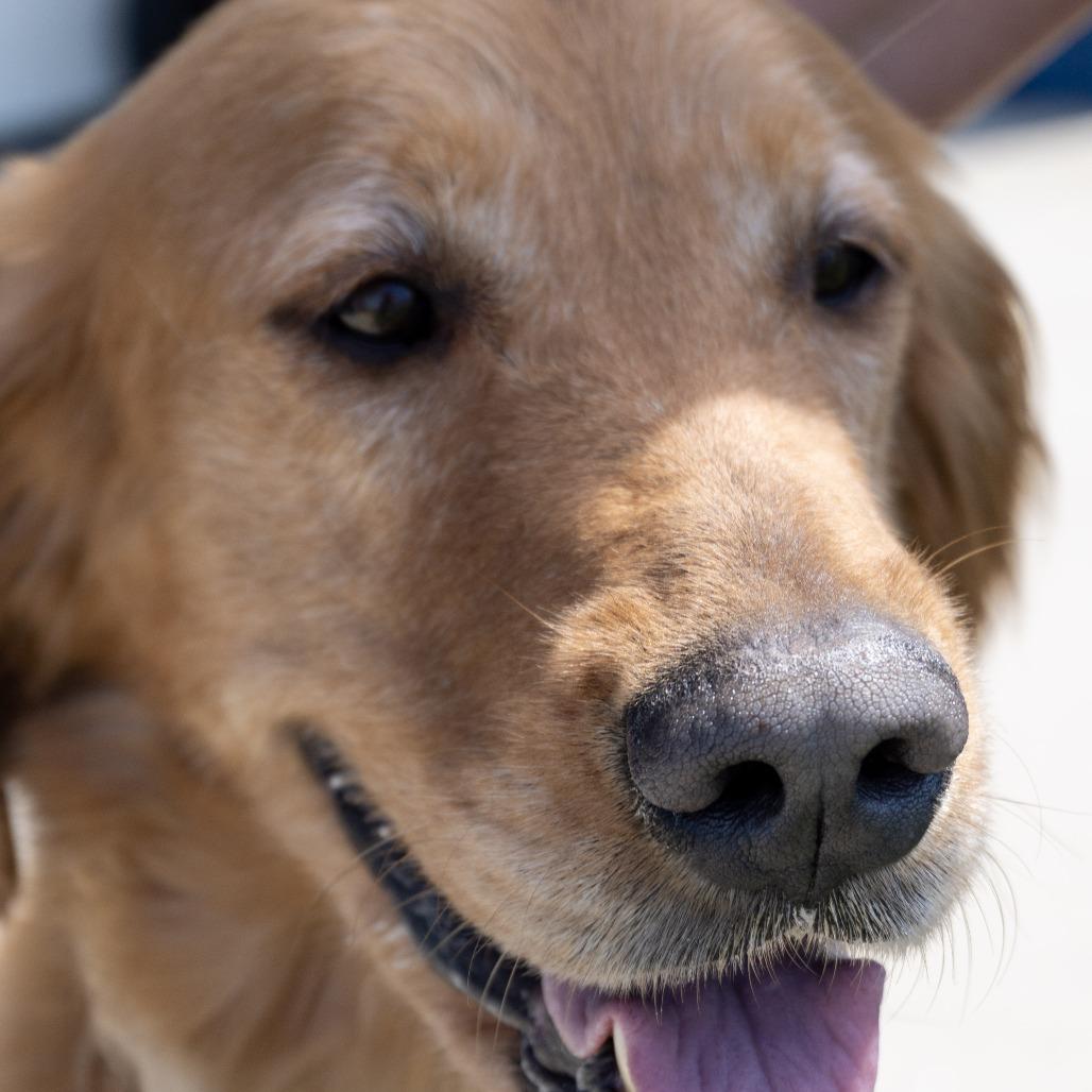 Ellie, a Adoptable Golden Retriever in Elizabeth City, NC image 1/6
