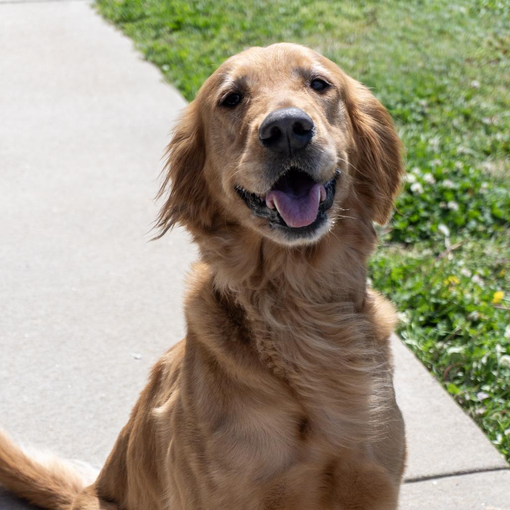 Ellie, a Adoptable Golden Retriever in Elizabeth City, NC image 2/6