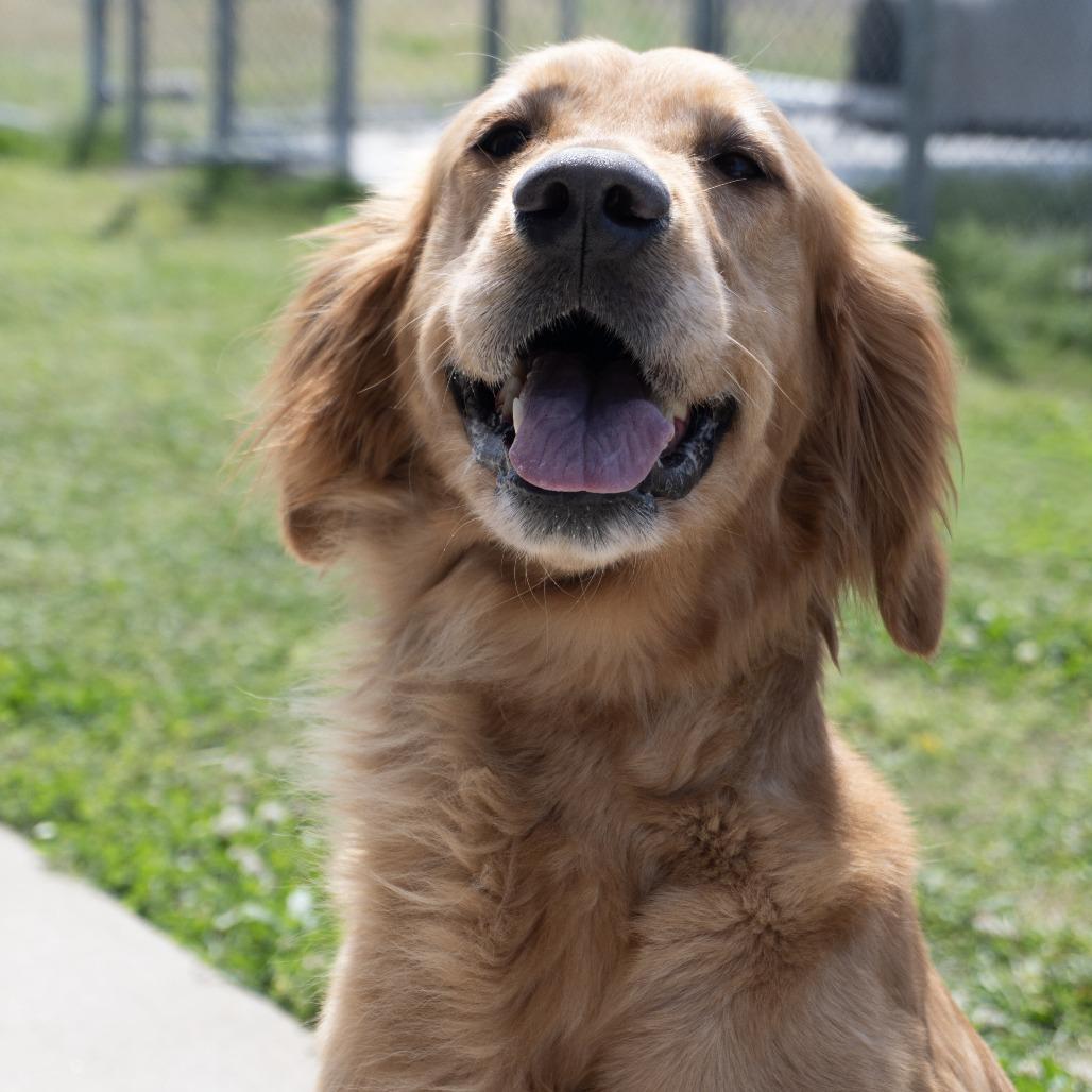 Ellie, a Adoptable Golden Retriever in Elizabeth City, NC image 3/6
