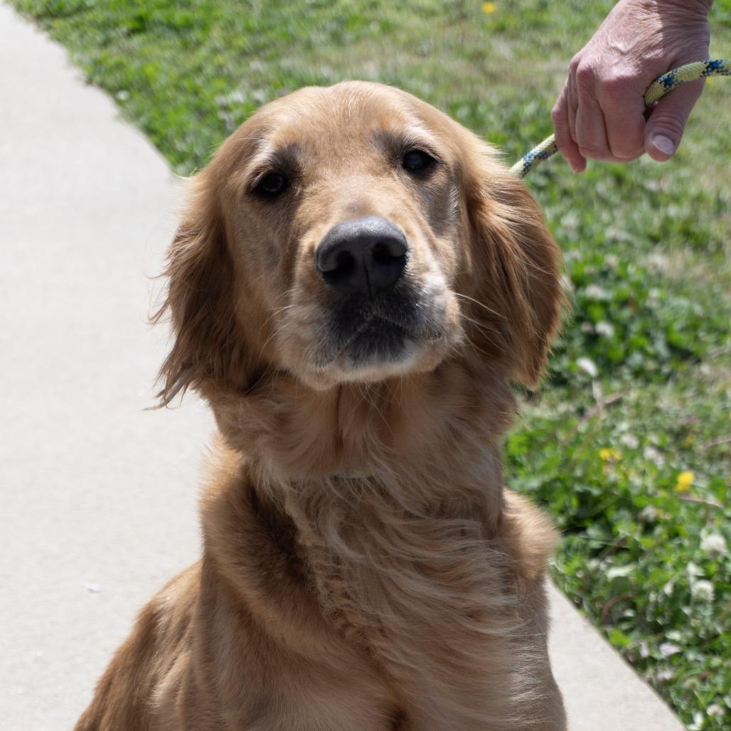 Ellie, a Adoptable Golden Retriever in Elizabeth City, NC image 4/6