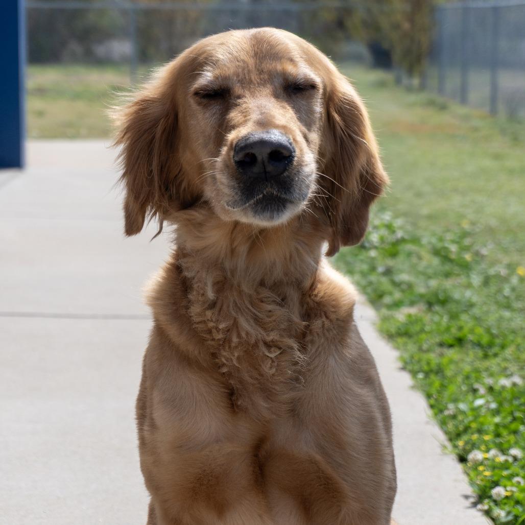 Ellie, a Adoptable Golden Retriever in Elizabeth City, NC image 5/6