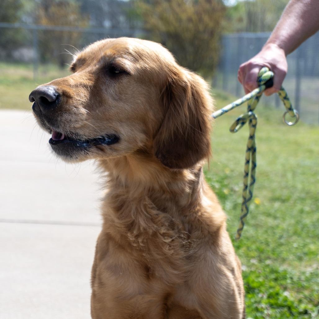 Ellie, a Adoptable Golden Retriever in Elizabeth City, NC image 6/6