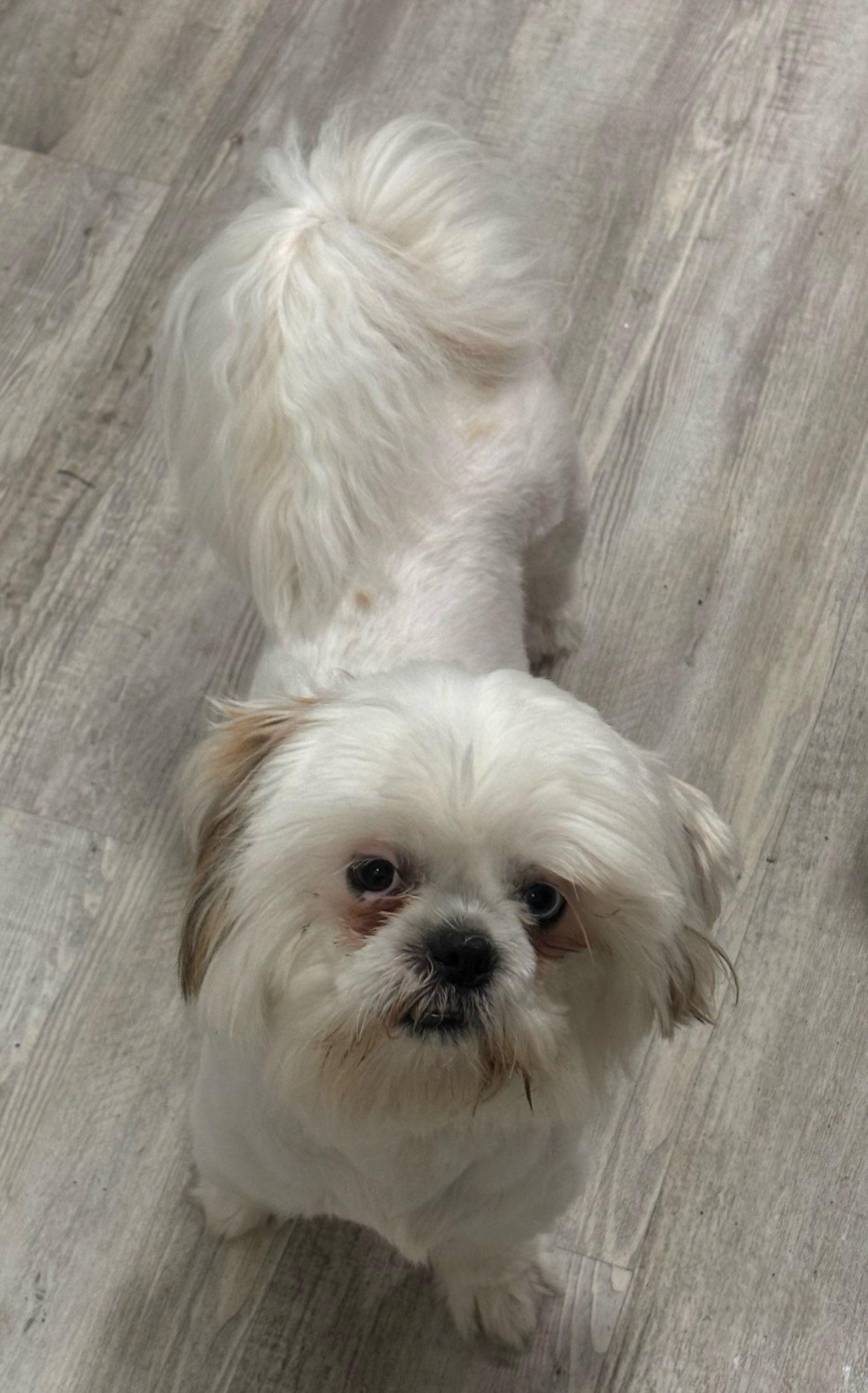 Tiffany, a ADOPTABLE Shih Tzu in Sarasota, FL image 1/4