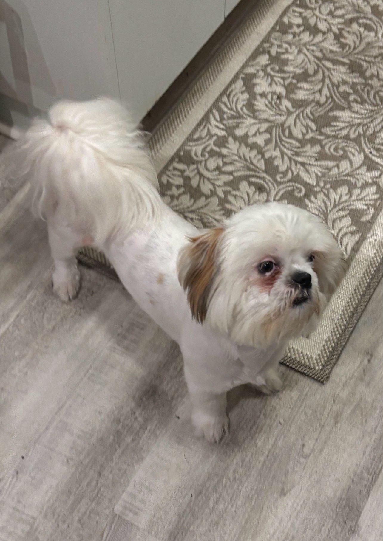 Tiffany, a ADOPTABLE Shih Tzu in Sarasota, FL image 3/4