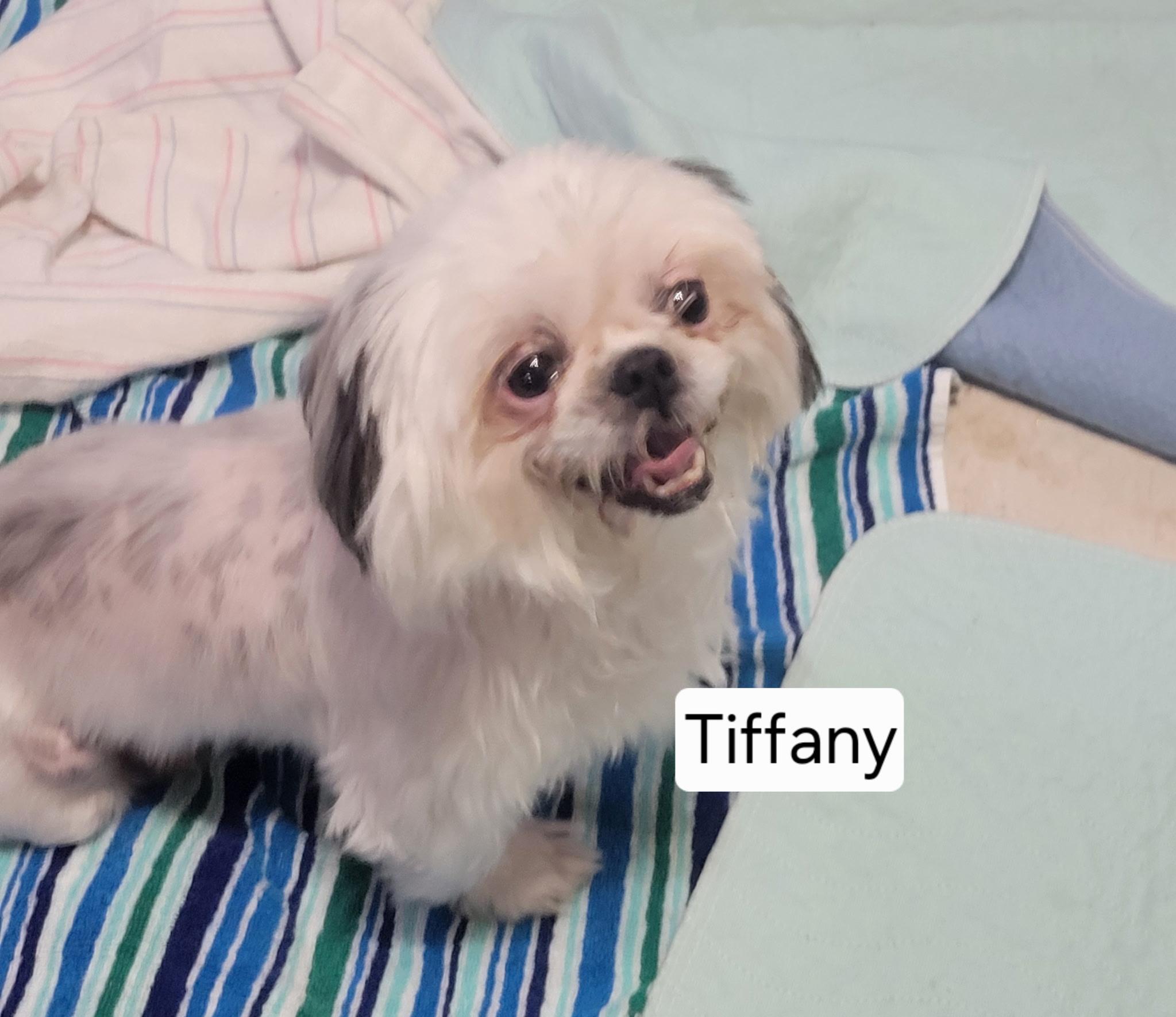 Tiffany, ADOPTABLE, Adult Female Shih Tzu.