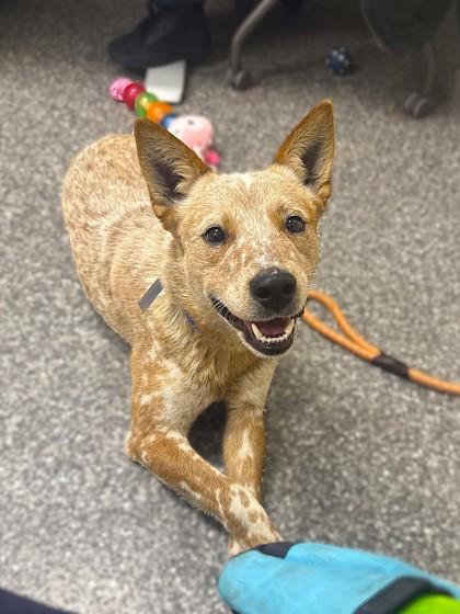 Orange Creamsicle, Adoptable, Young Male Cattle Dog & Mixed Breed.