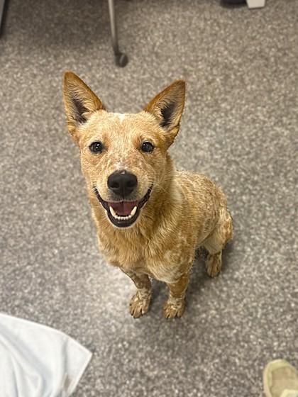 Enlarge Orange Creamsicle, a Adoptable mixed breed in Westland, MI image 2/2