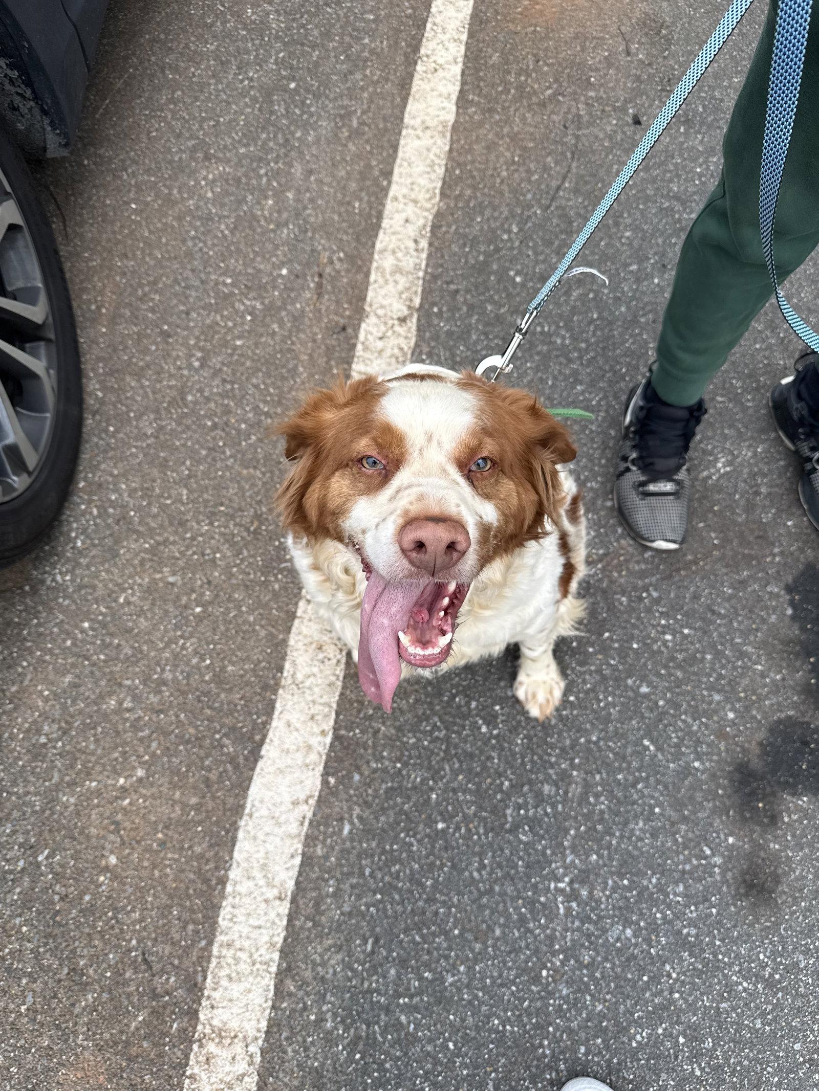 GA/Dallas, a Adopted Brittany Spaniel in Baldwinsville, NY image 1/2