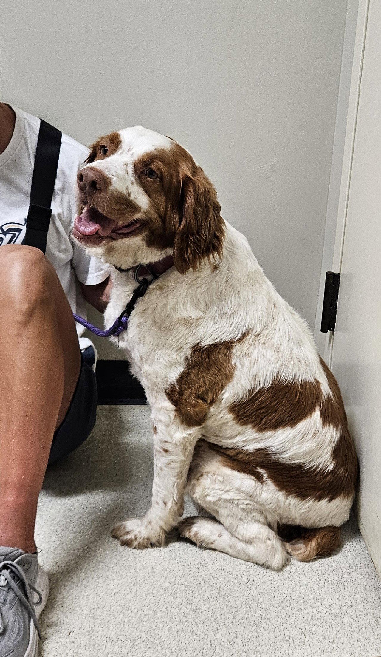 GA/Dallas, a Adopted Brittany Spaniel in Baldwinsville, NY image 2/2