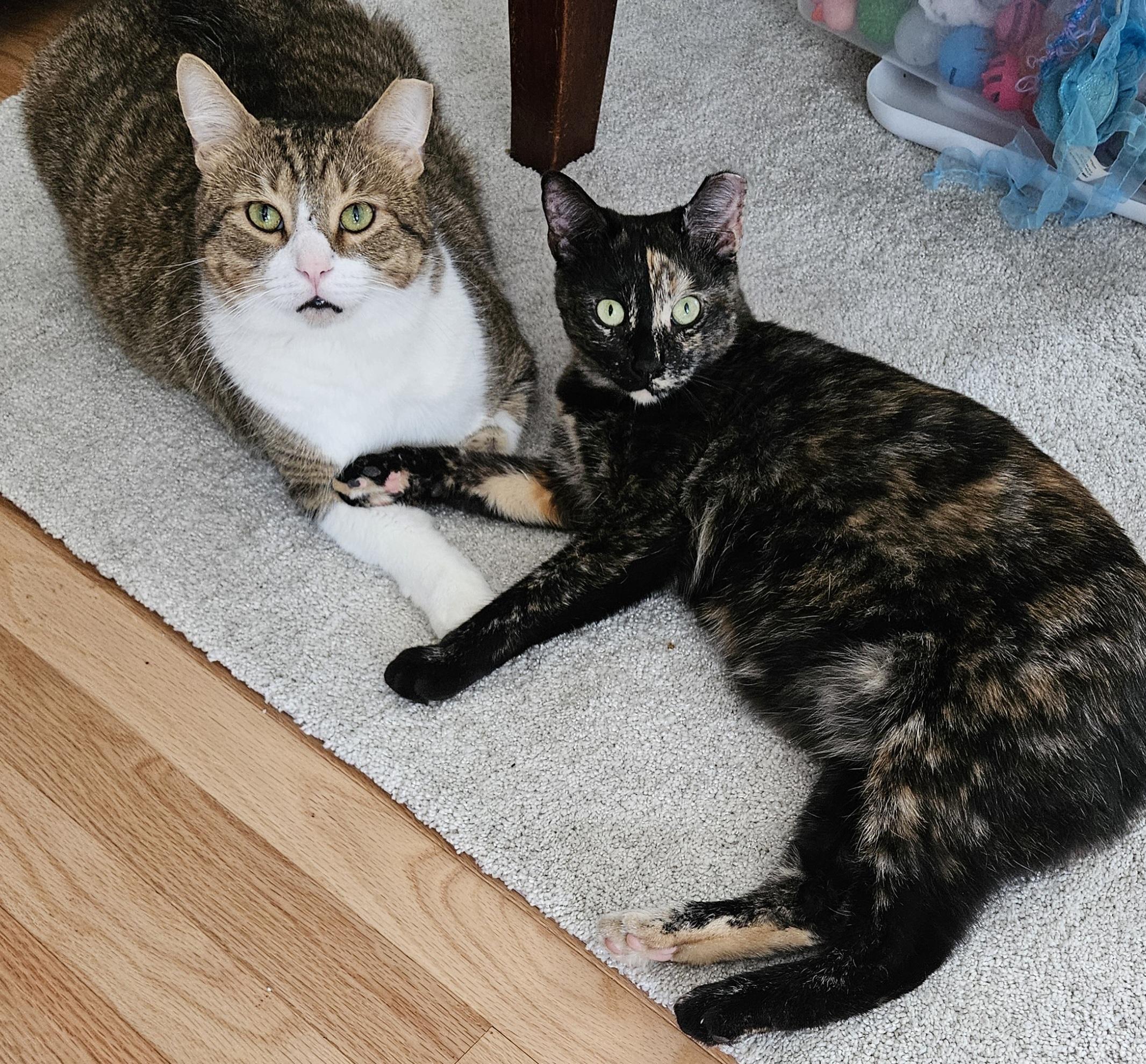 Goodboy & Sara, a Adoptable Calico in Mount Clemens, MI image 6/6