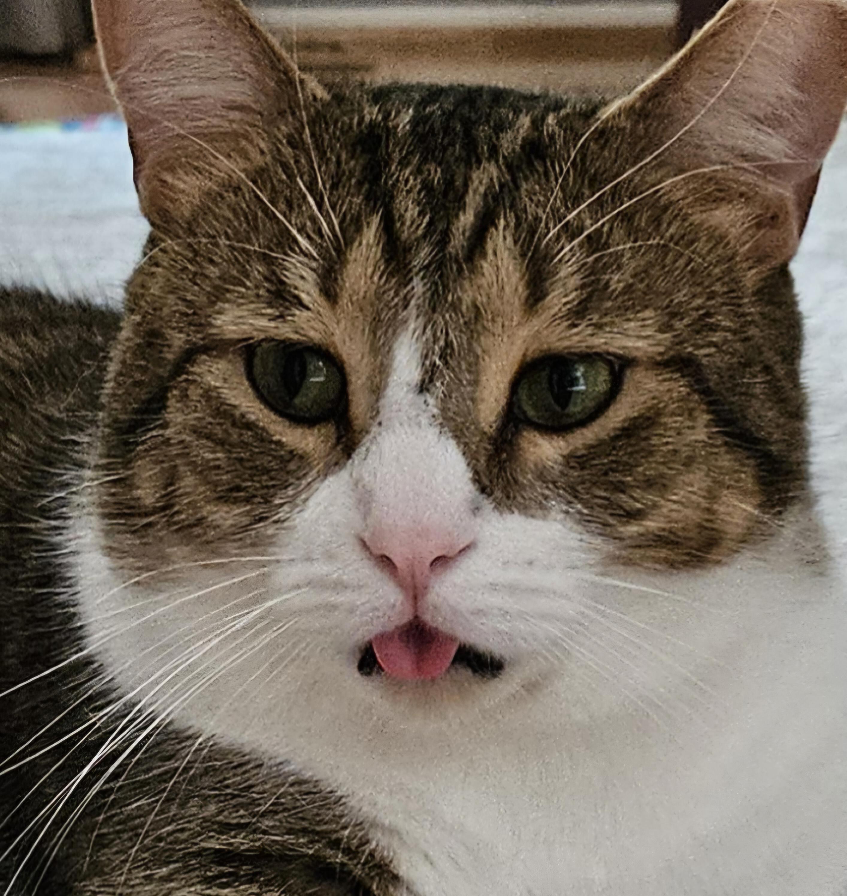 Goodboy & Sara, a Adoptable Calico in Mount Clemens, MI image 4/6