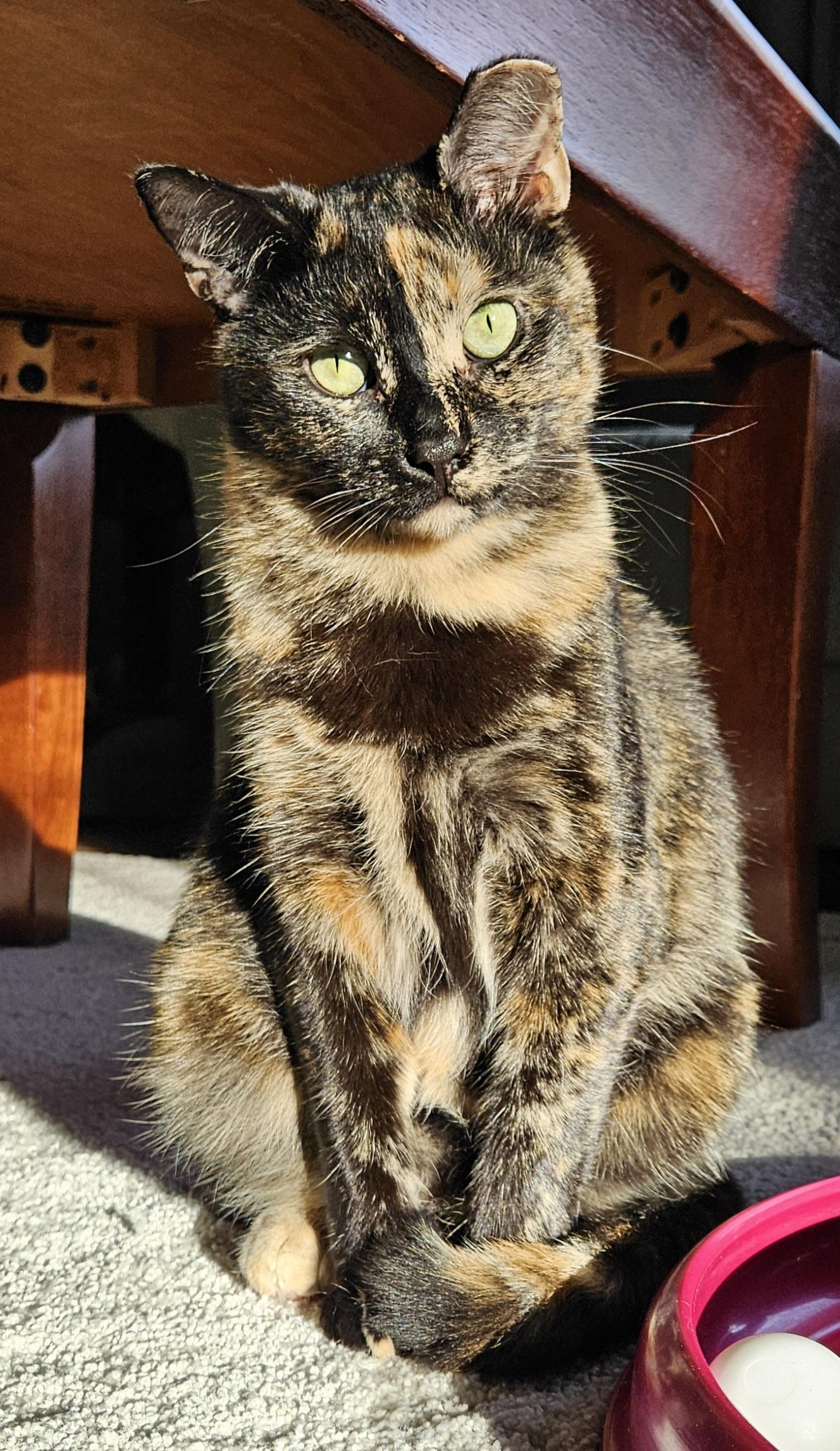 Goodboy & Sara, a Adoptable Calico in Mount Clemens, MI image 3/6