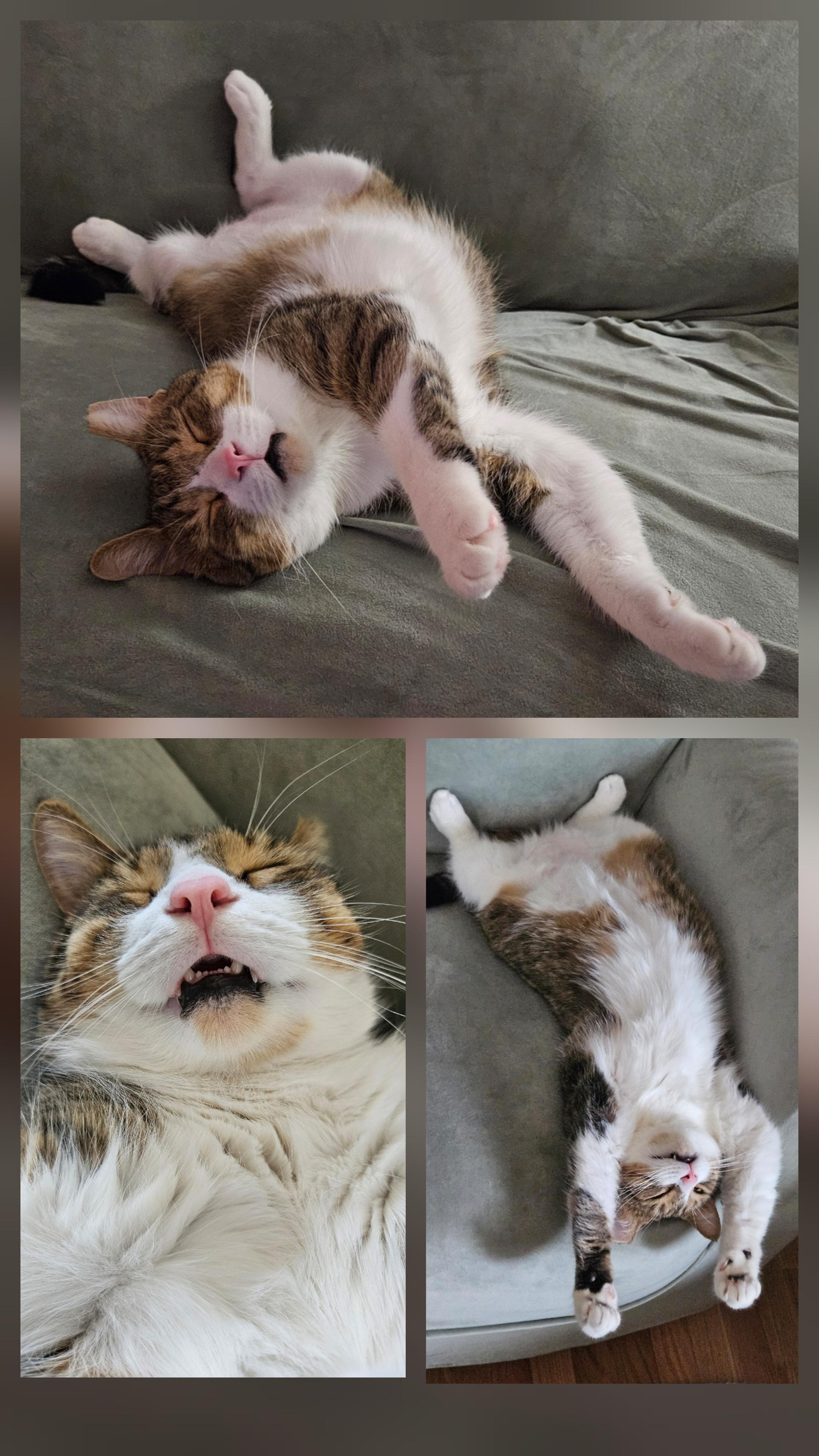 Goodboy & Sara, a Adoptable Calico in Mount Clemens, MI image 5/6