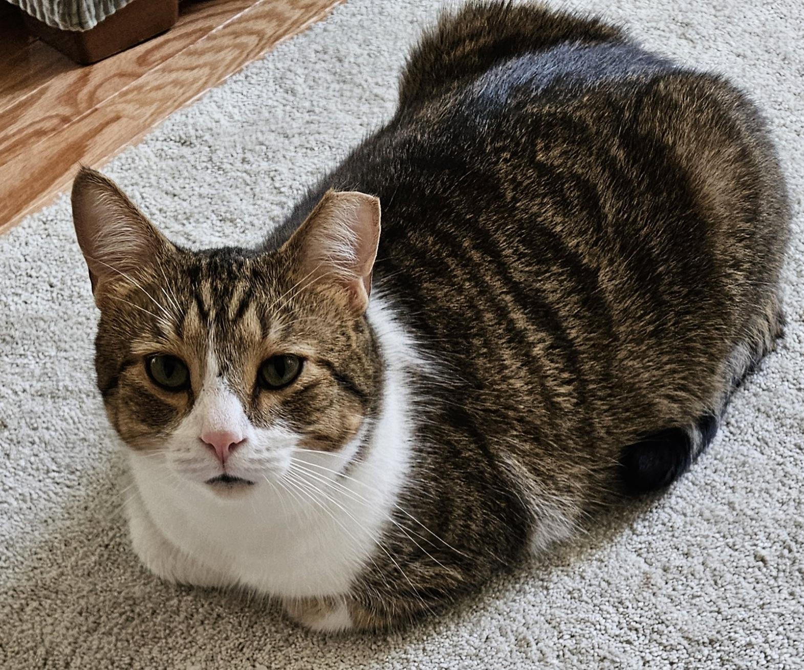 Goodboy & Sara, a Adoptable Calico in Mount Clemens, MI image 2/6