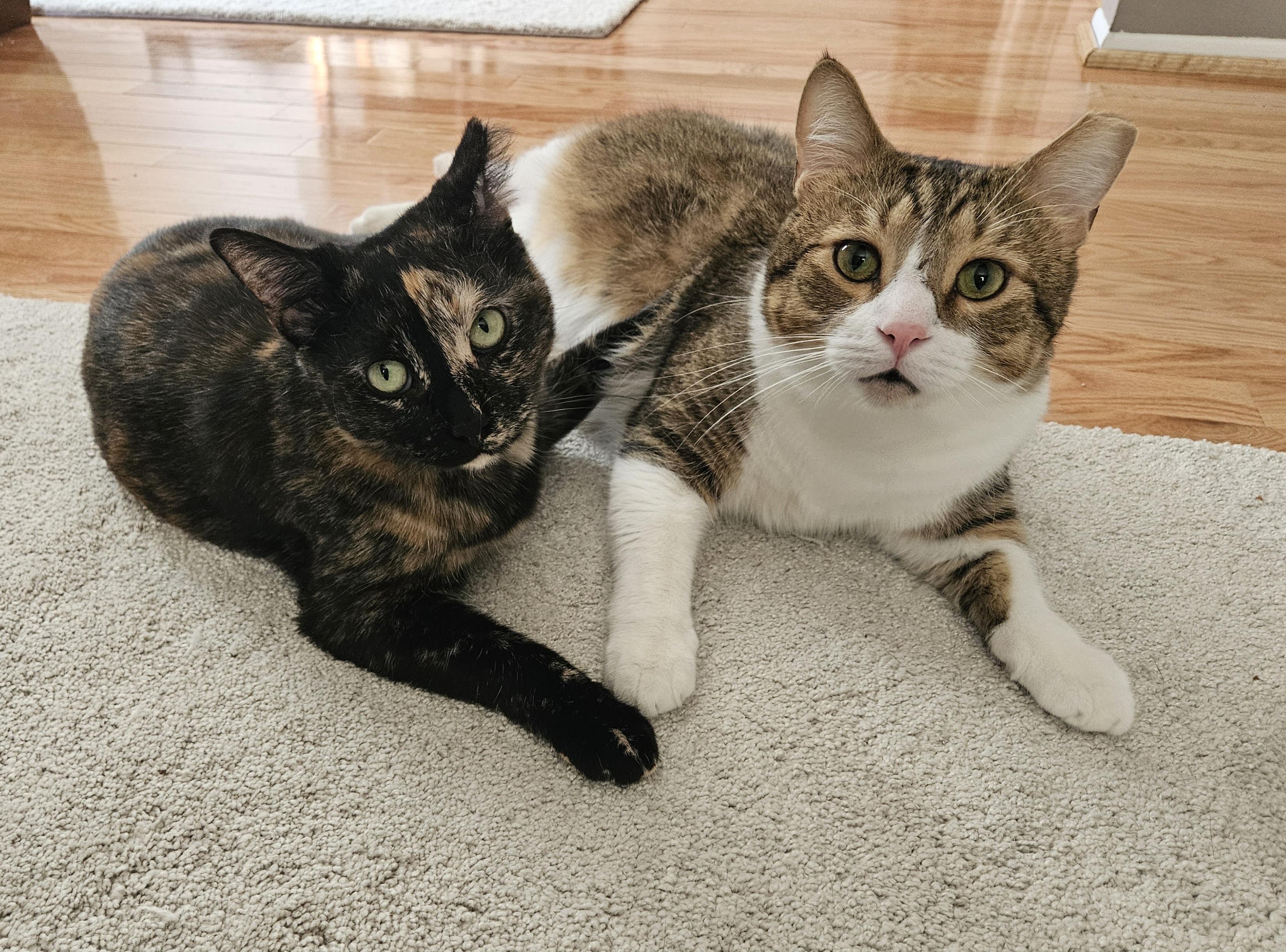 Goodboy & Sara, Adoptable, Young Male Calico.