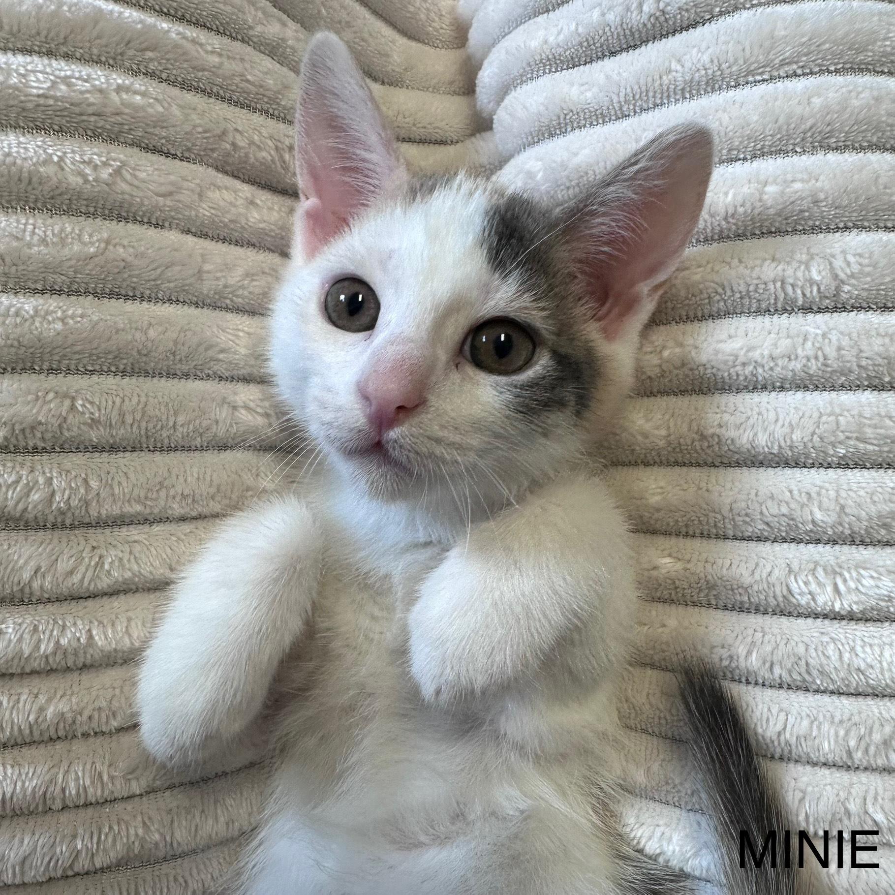 Enlarge Minie & Mo, a Adopted Domestic Short Hair in East Northport, NY image 3/4