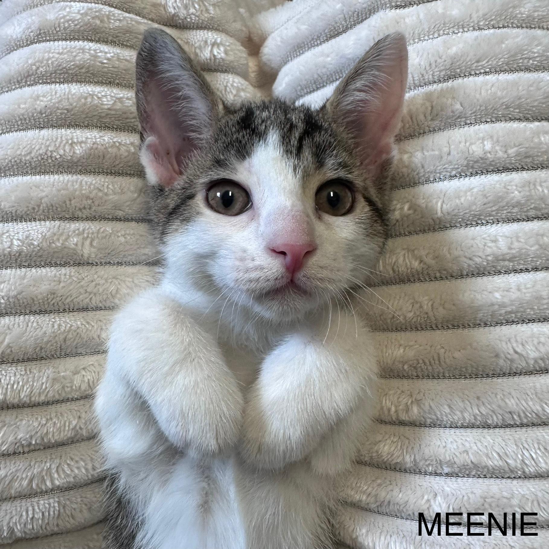 Enlarge Minie & Mo, a Adopted Domestic Short Hair in East Northport, NY image 2/4