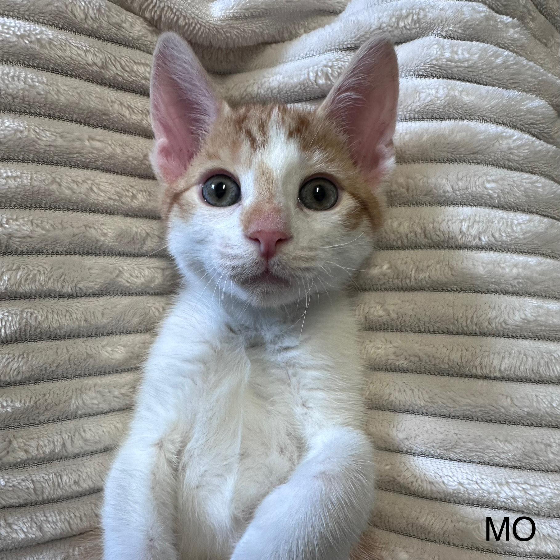 Enlarge Minie & Mo, a Adopted Domestic Short Hair in East Northport, NY image 4/4