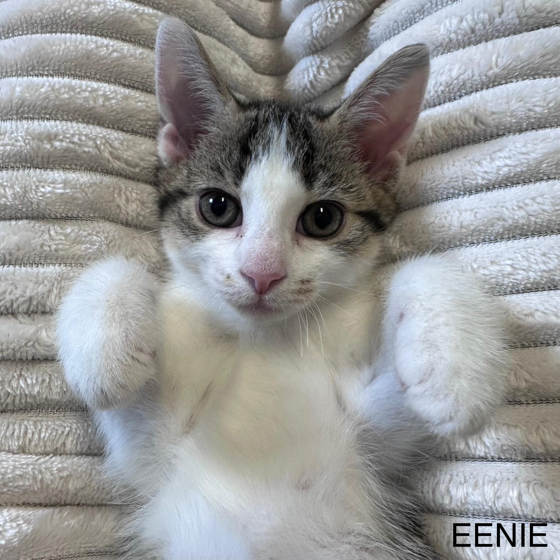 Enlarge Minie & Mo, a Adopted Domestic Short Hair in East Northport, NY image 1/4