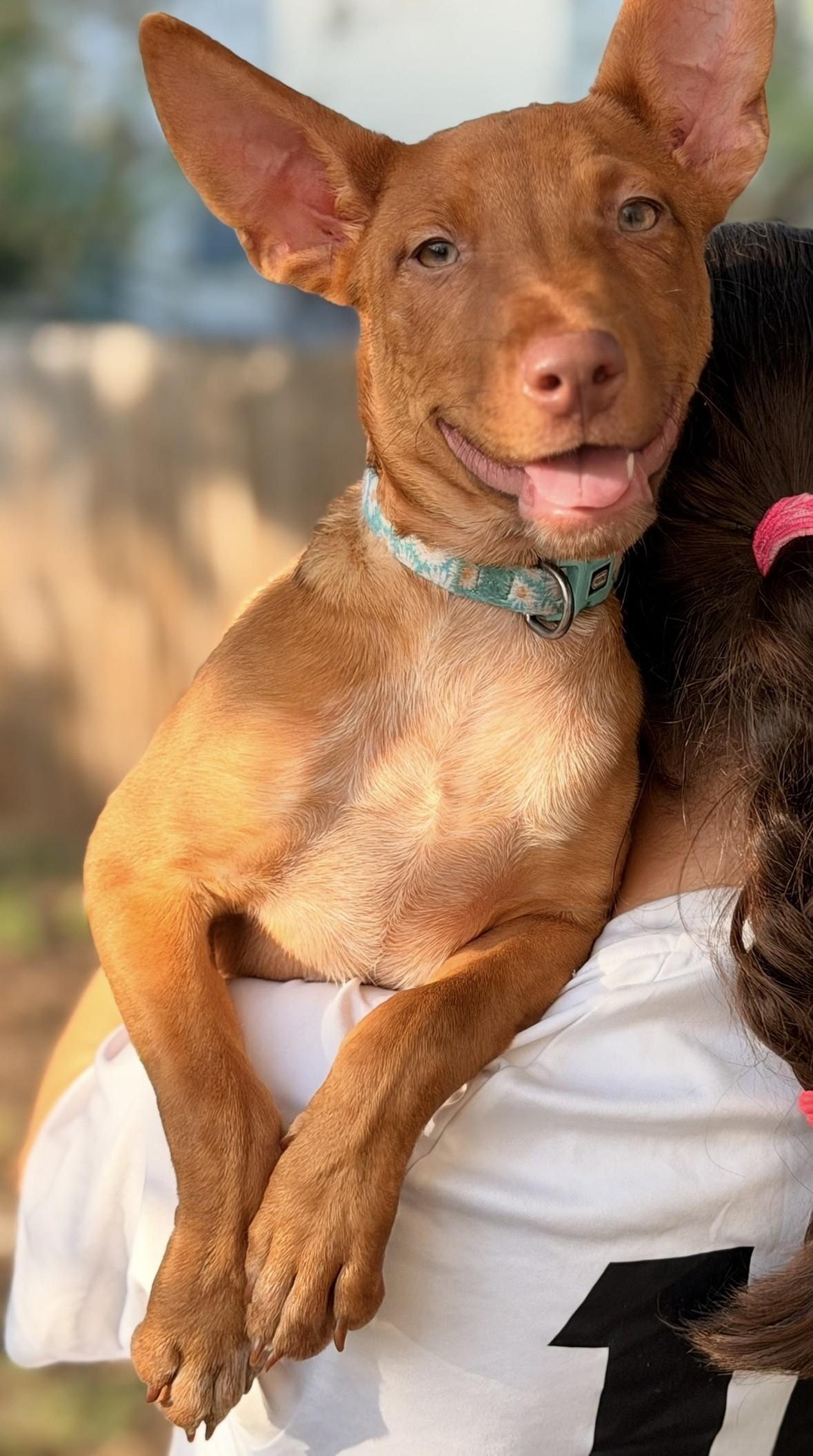 Enlarge DaisyKayleePC, an adopted mixed breed in Hartford, CT image 4/6