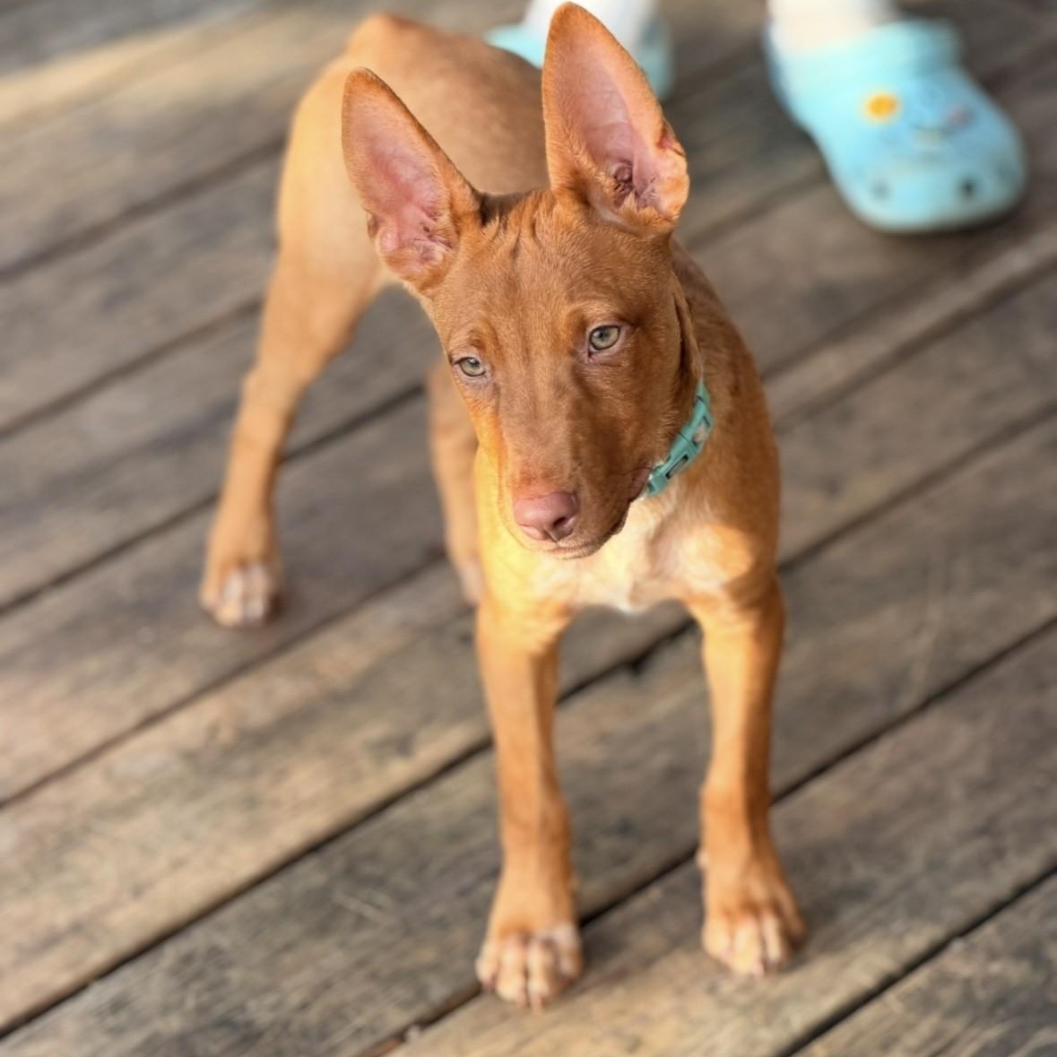 Enlarge DaisyKayleePC, an adopted mixed breed in Hartford, CT image 5/6
