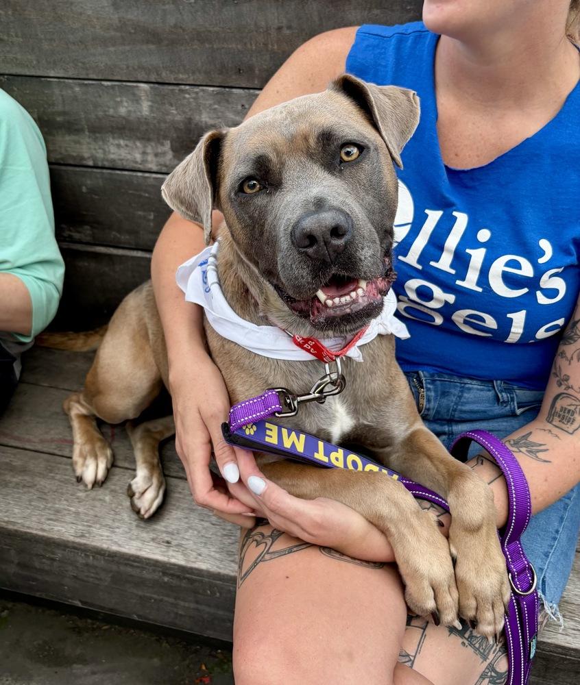 Enlarge Gretel, a Adoptable mixed breed in Greenlawn, NY image 1/6