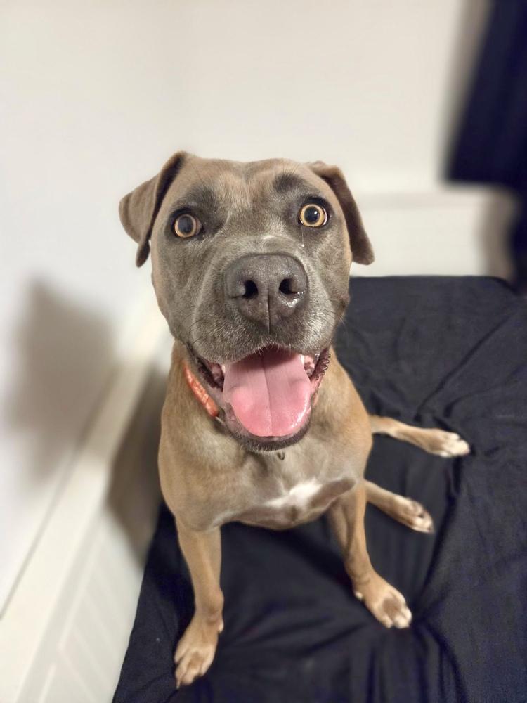 Enlarge Gretel, a Adoptable mixed breed in Greenlawn, NY image 2/6