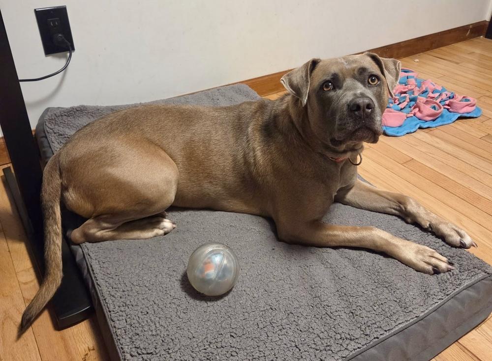 Enlarge Gretel, a Adoptable mixed breed in Greenlawn, NY image 3/6