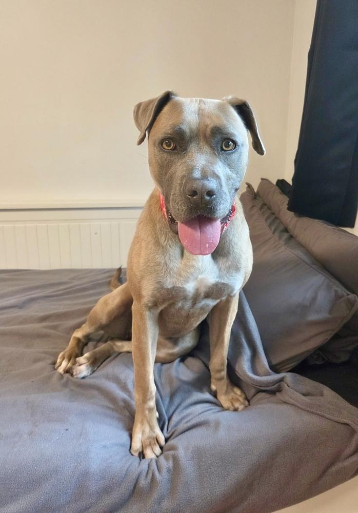 Enlarge Gretel, a Adoptable mixed breed in Greenlawn, NY image 4/6
